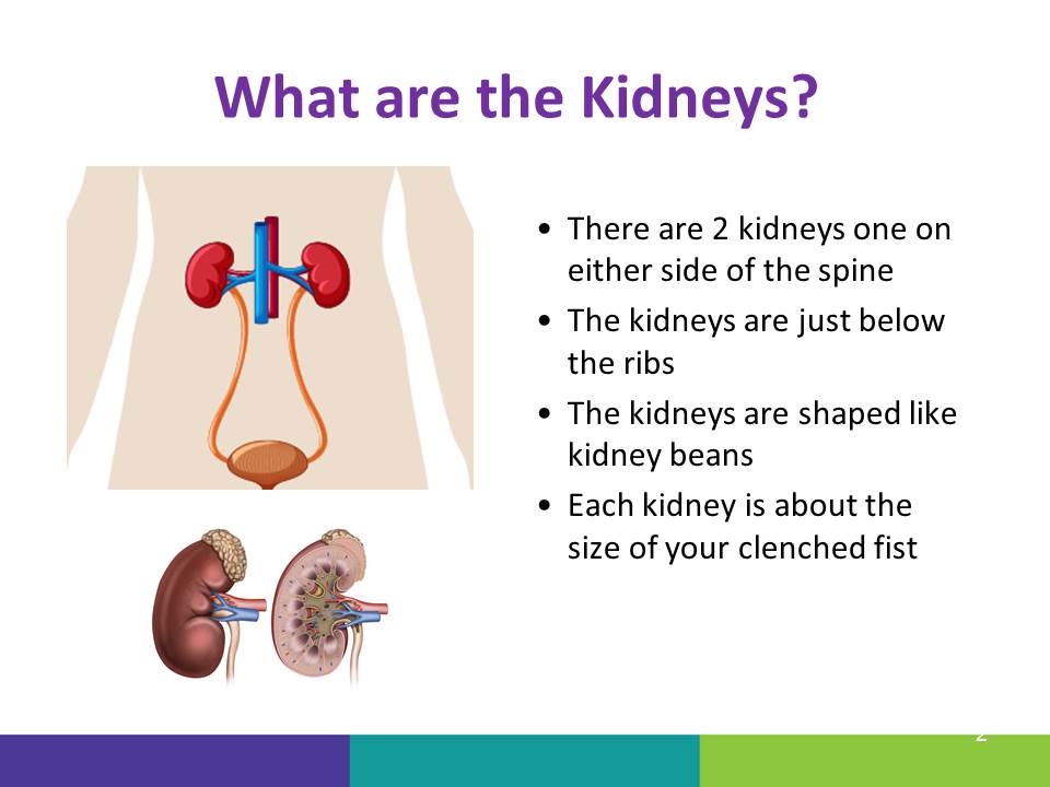 Image result for healthy kidney picture